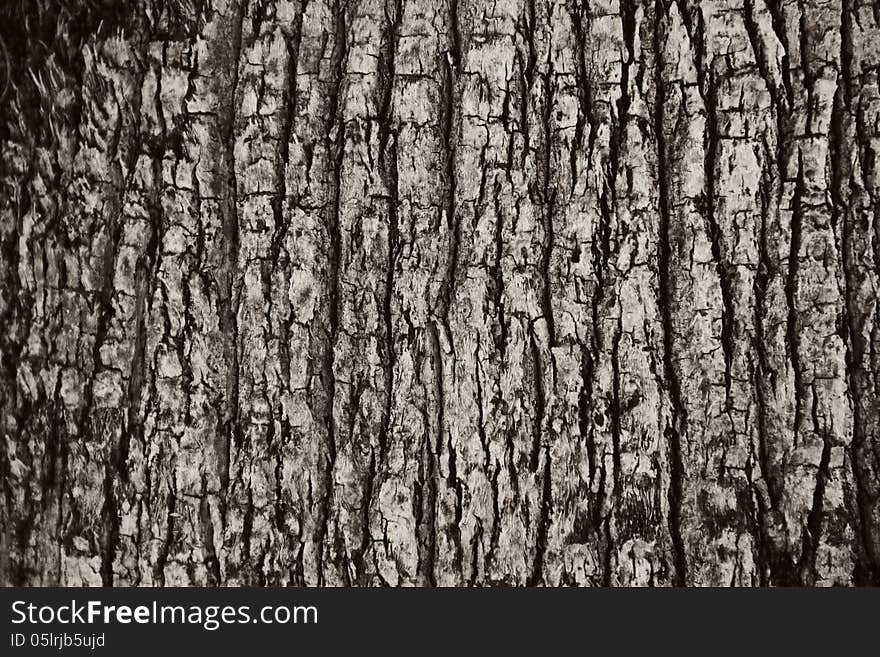 Toned texture of a tree bark. Toned texture of a tree bark