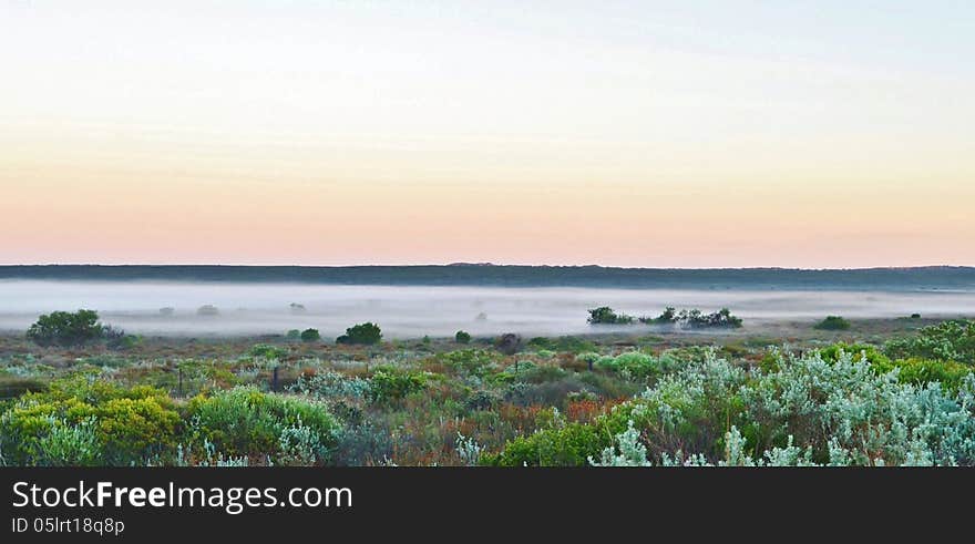 Fog over finebos