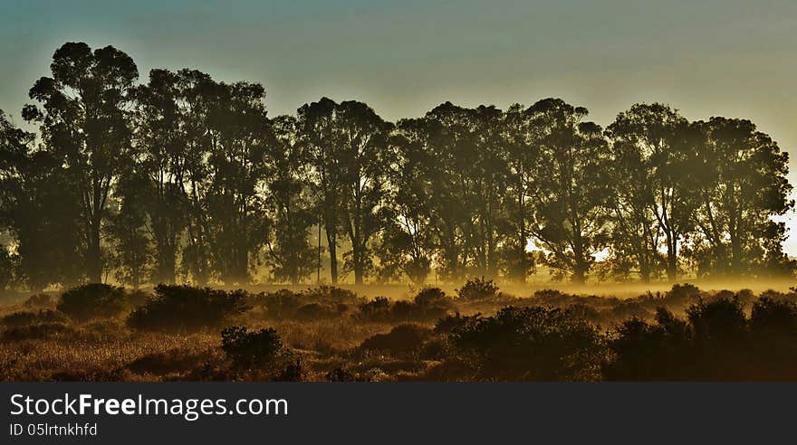 Landscape with bluegum trees at foggy sunrise. Landscape with bluegum trees at foggy sunrise