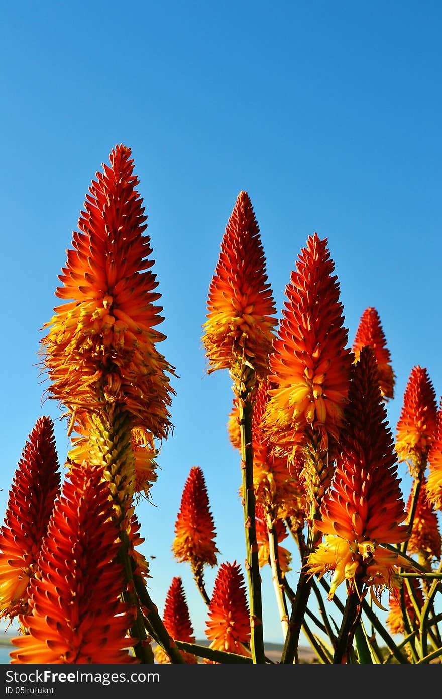 Close up of orange and yellow aloe blossoms