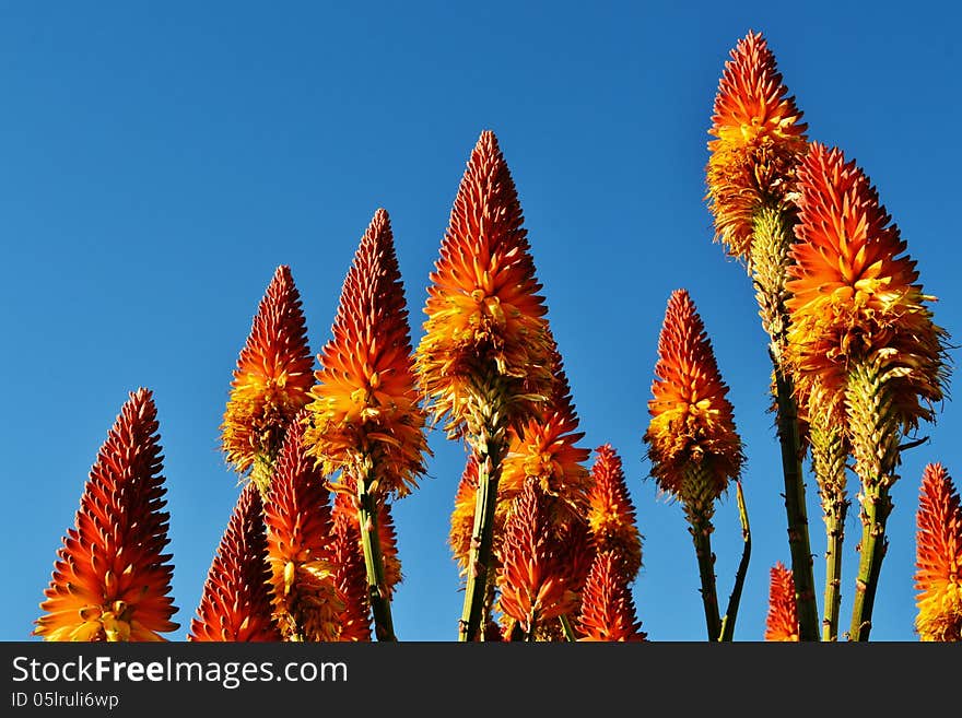 Close up of orange and yellow aloe blossoms