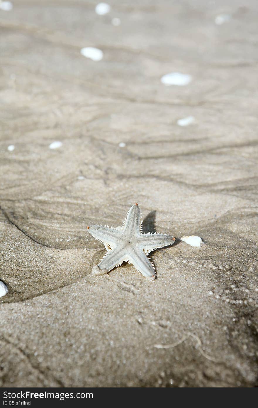 Starfish On Sand