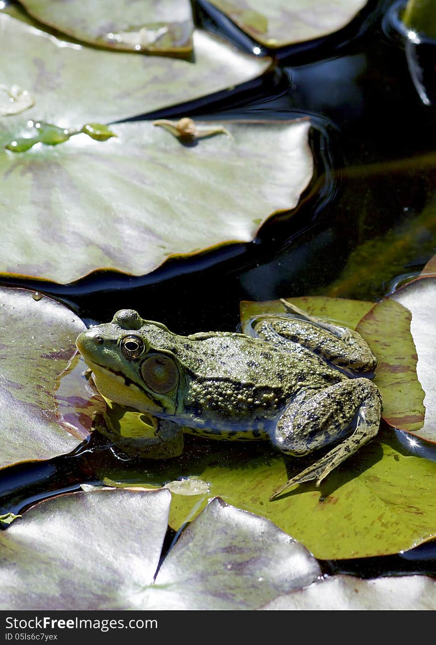 A handsome bullfrog sits atop of a lily pad in it's natural habitat. Bullfrogs are usually green to greenish-brown and some are spotted. Their eyes are gold or brown and they have a broad flat head and body. They grow on average to be about 3 and a half to 6 inches long in body length. Males have yellow throats and eardrums larger than the circumference of the eye. A handsome bullfrog sits atop of a lily pad in it's natural habitat. Bullfrogs are usually green to greenish-brown and some are spotted. Their eyes are gold or brown and they have a broad flat head and body. They grow on average to be about 3 and a half to 6 inches long in body length. Males have yellow throats and eardrums larger than the circumference of the eye.