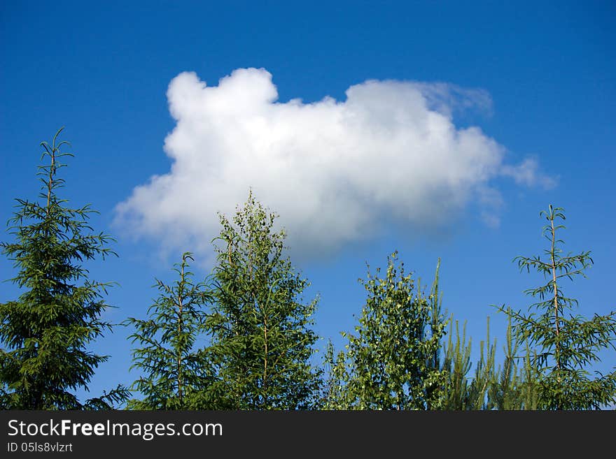 White cloud in the form of a running dog flying in the blue sky over the tops of green trees. White cloud in the form of a running dog flying in the blue sky over the tops of green trees