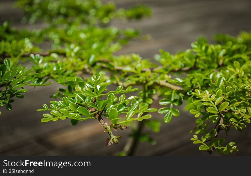 Bonsai on wooden background