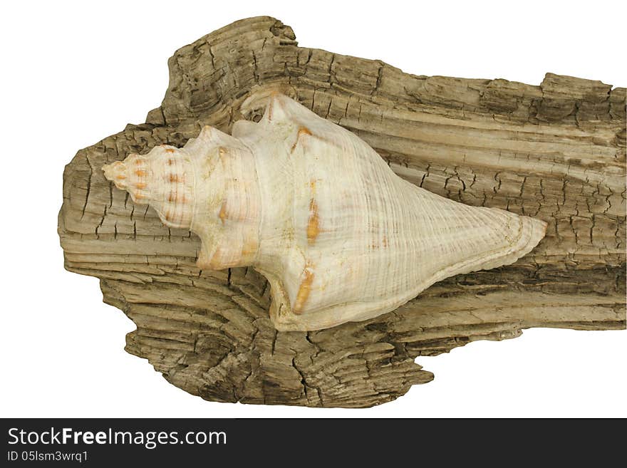 Single conch shell with driftwood background isolated. Single conch shell with driftwood background isolated