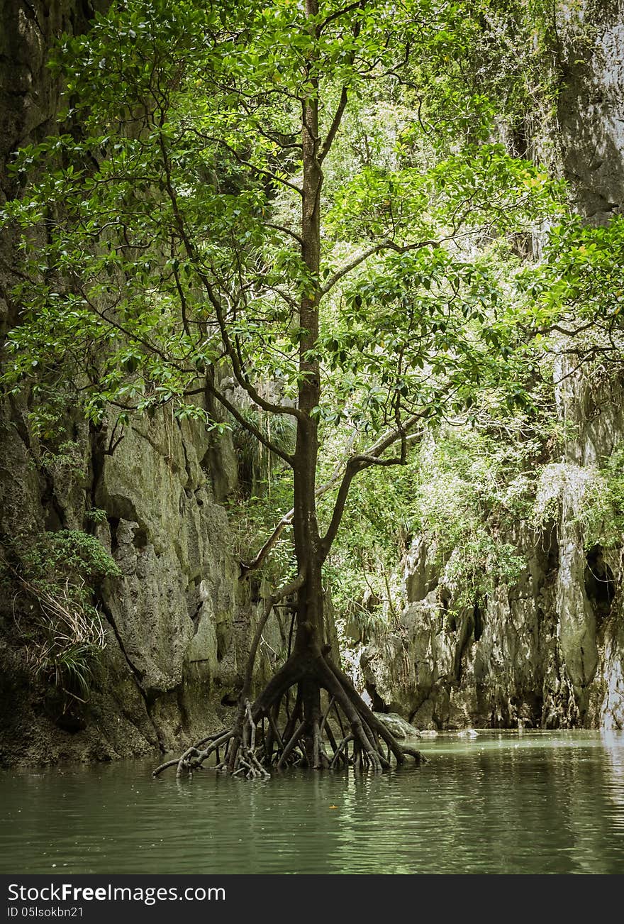 Tree is growing above water