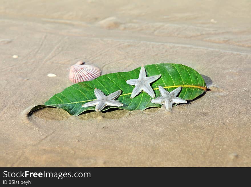 Starfishes , sea shell and leaf on the sand. Summer vacation background. Starfishes , sea shell and leaf on the sand. Summer vacation background