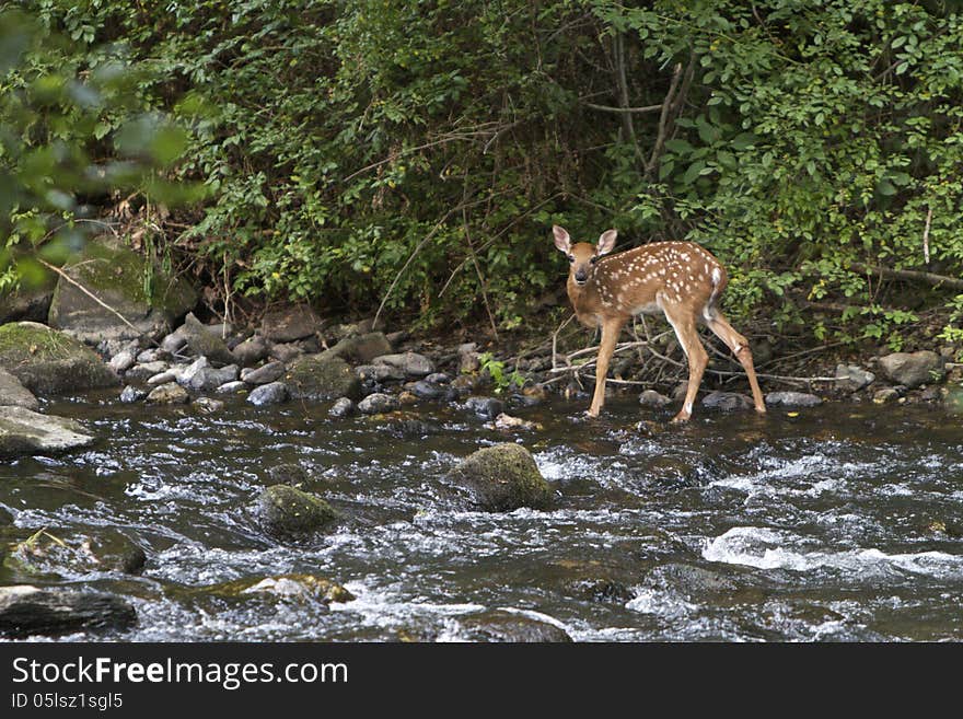 Fawn standing at the edge of a wooded creek. Fawn standing at the edge of a wooded creek.