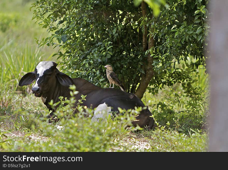 Roadside Hawk standing on resting Brahma. Roadside Hawk standing on resting Brahma.