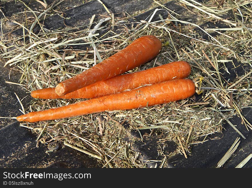 Three carrots on a patch of hay in the back of a farm vehicle. Three carrots on a patch of hay in the back of a farm vehicle.