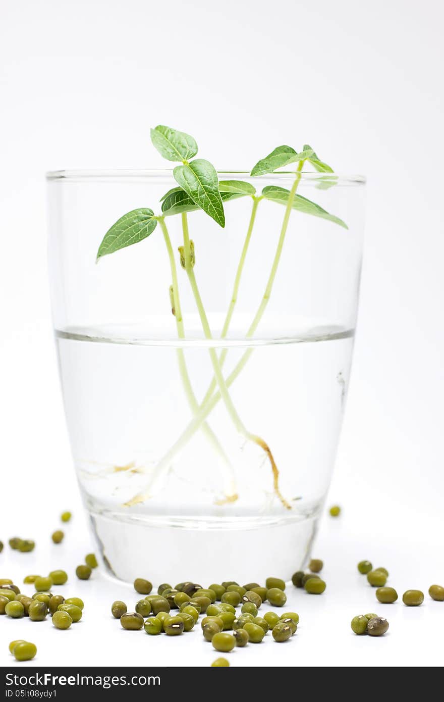 Sprouted mung beans on white background. Sprouted mung beans on white background