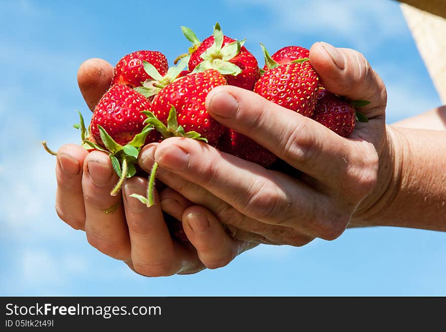 Strawberry in arms, backround blue sky