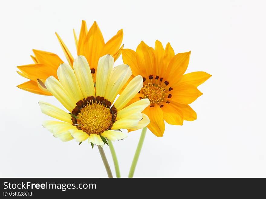 Three isolated gtreasure flower on a white background