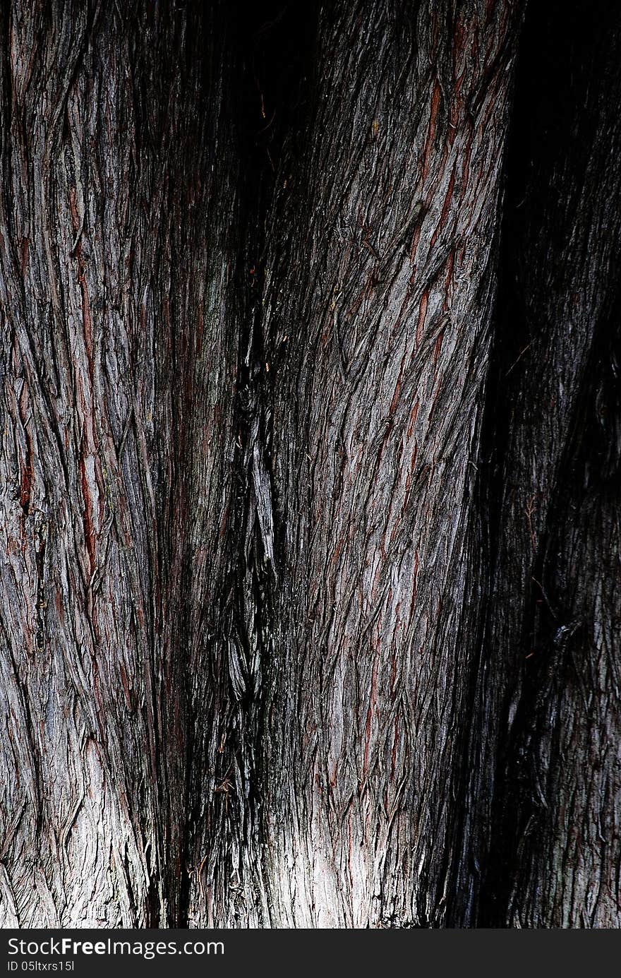 The texture of a living tree