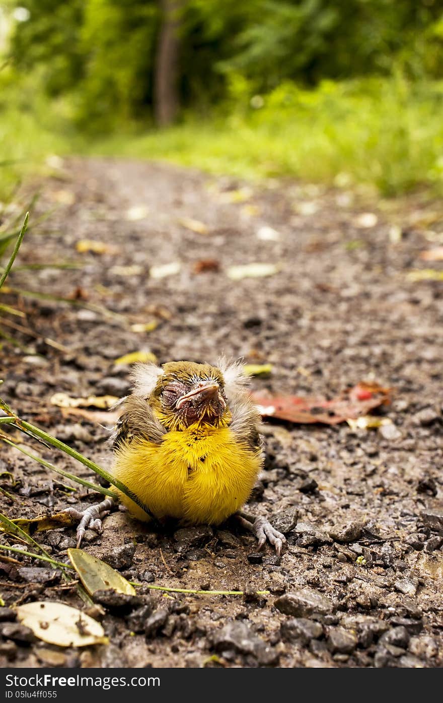 A Baby Baltimore Oriole sits along the C&O Canal in Big Pool Maryland. A Baby Baltimore Oriole sits along the C&O Canal in Big Pool Maryland