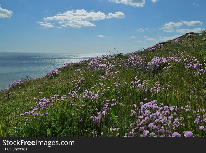 Thrift on a cliff with a blue sky