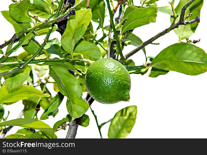 Green lemon ripening on the tree