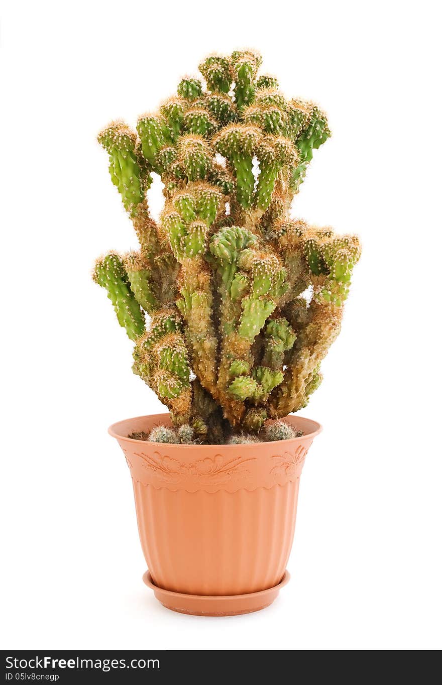 Cactus In A Pot