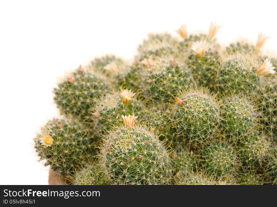 Blooming cactus close-up on a white background