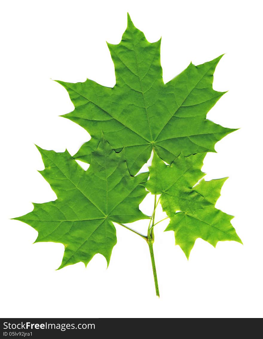 Green maple leaves isolated on white