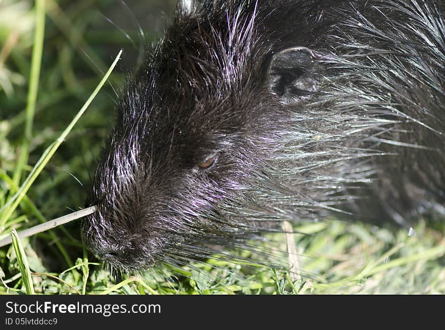 A river rat from one of the farms surrounding Bucharest, Romania