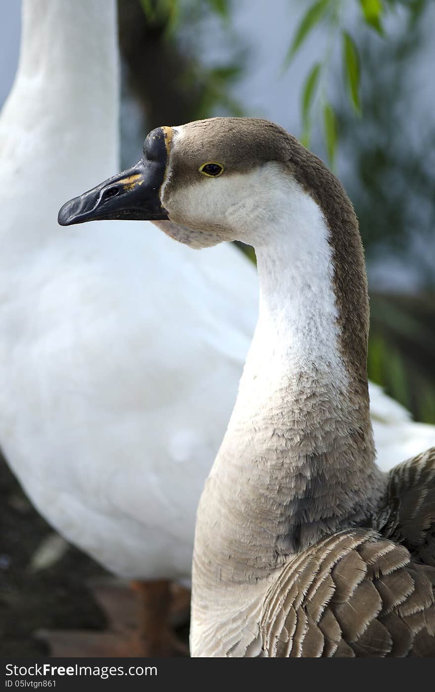 Goose