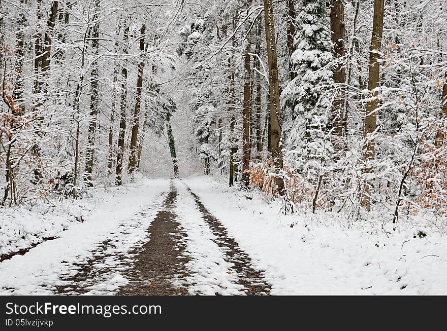 Forest covered with light wet snow