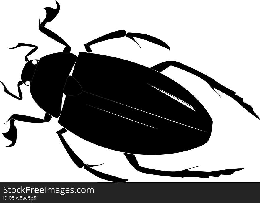 Beetle