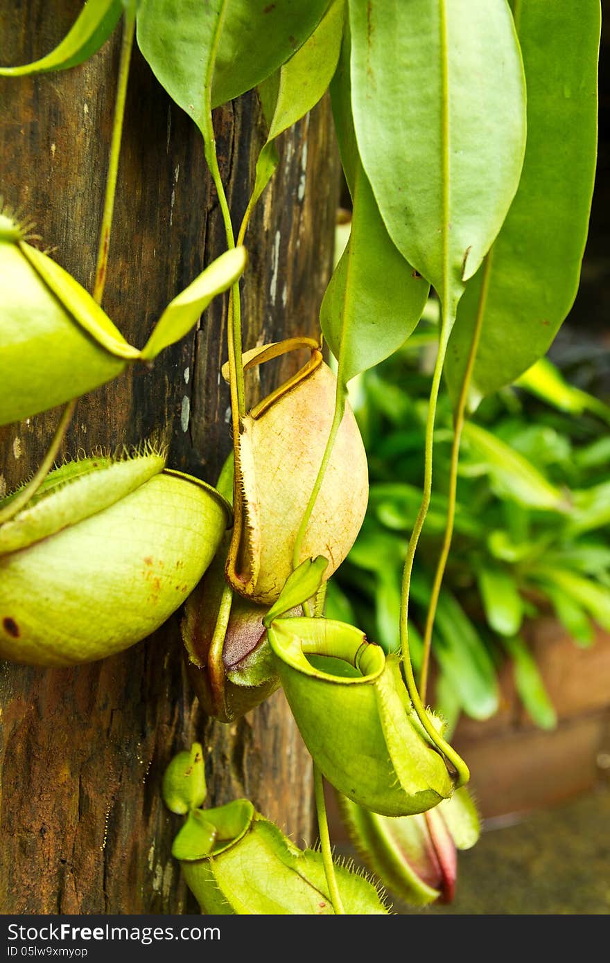 Tropical Pitcher Plants