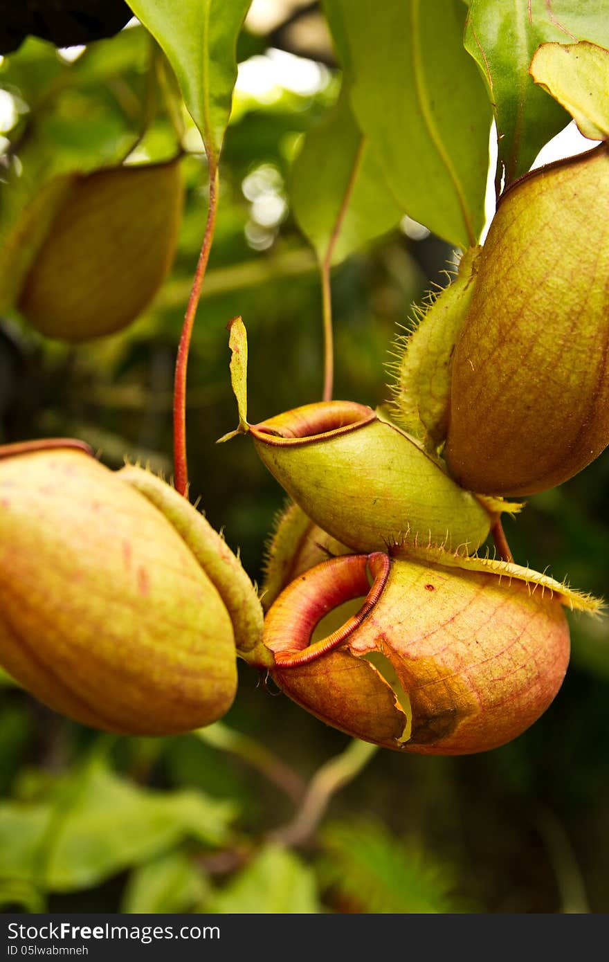 Tropical pitcher plants or Monkey cups in garden