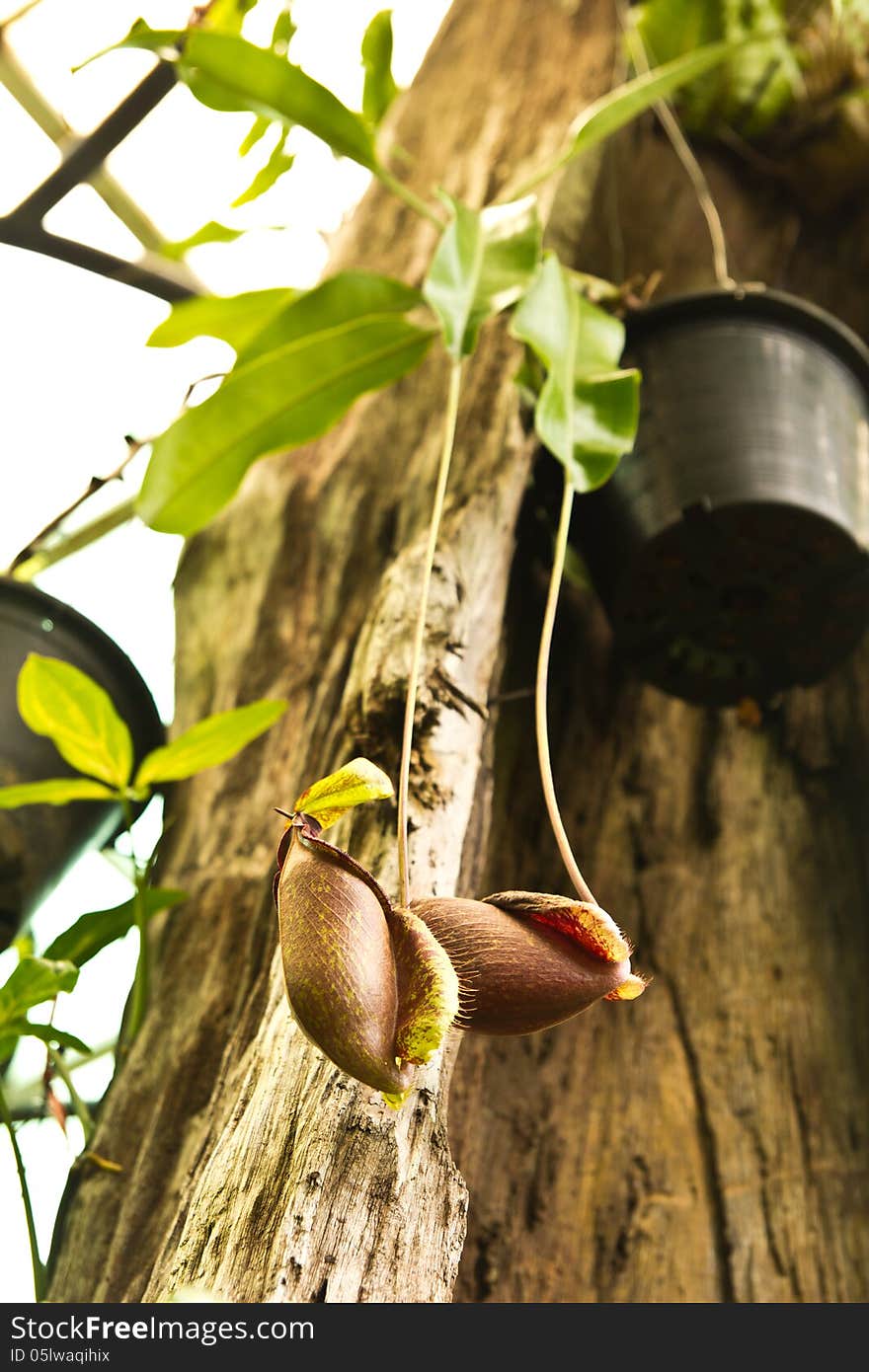 Tropical Pitcher Plants