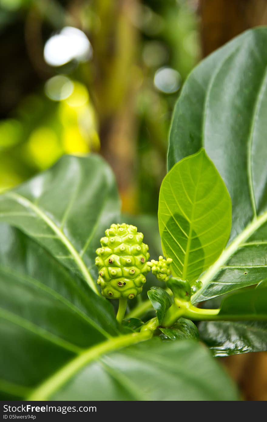 A Noni tropical fruit with medicinal properties. A Noni tropical fruit with medicinal properties