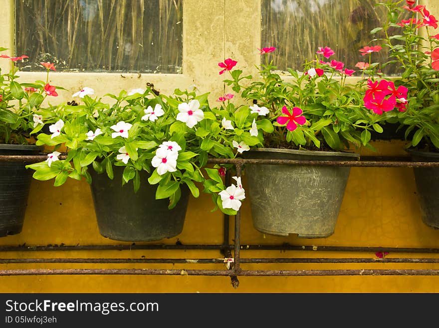 A wooden window box filled with pink vinca and white . A wooden window box filled with pink vinca and white .