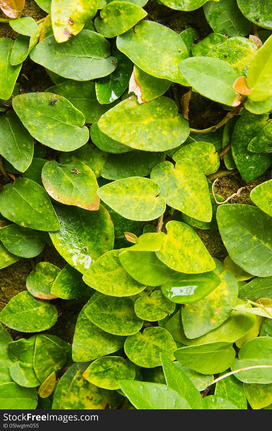 Green leaves