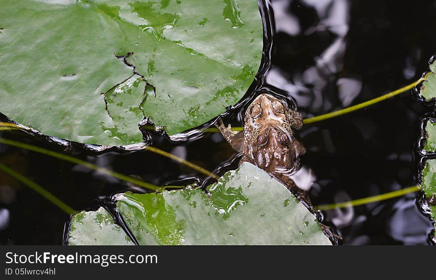 Couple Of mating Toads in spring season. Couple Of mating Toads in spring season