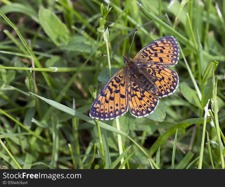 Boloria Euphrosyne.