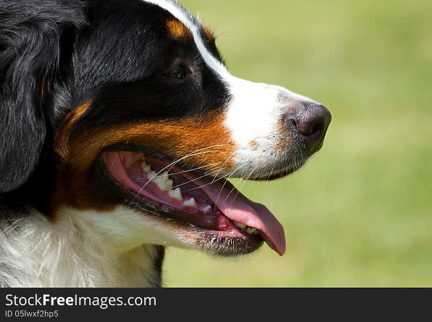 Bernese mountain dog (Berner Sennenhund)