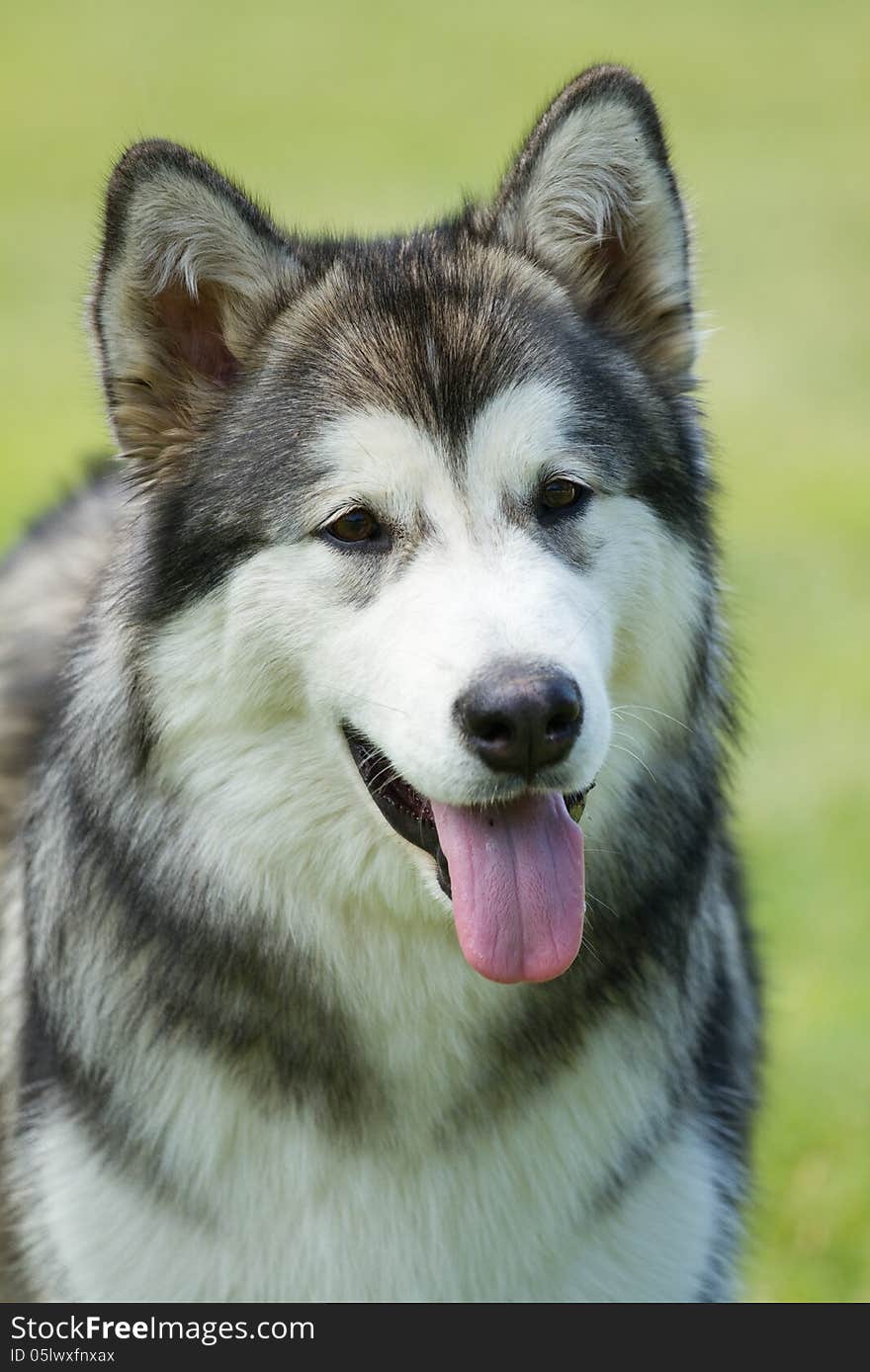 Portrait  husky