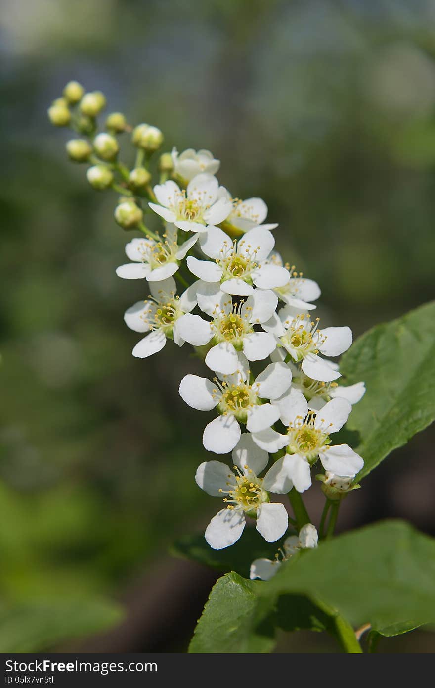 Branch of cherry blossoms on blurry background