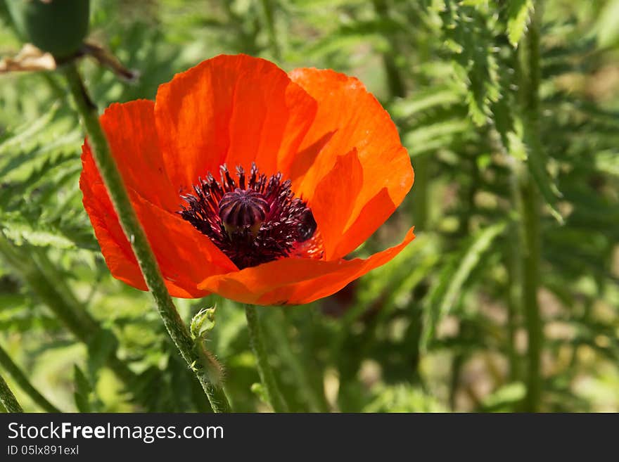 Poppy on green field flowerses background. Poppy on green field flowerses background