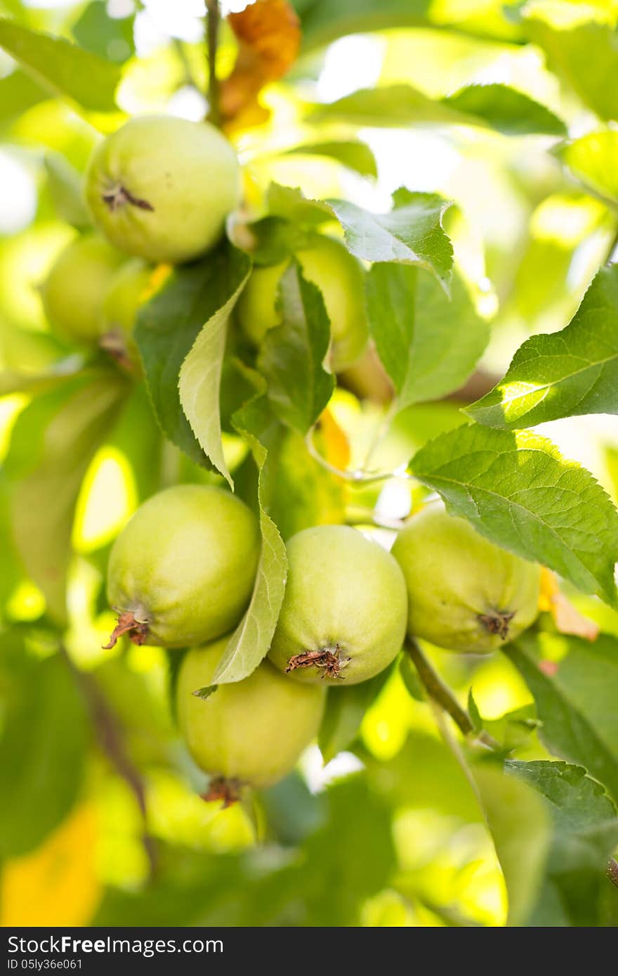 Green apples