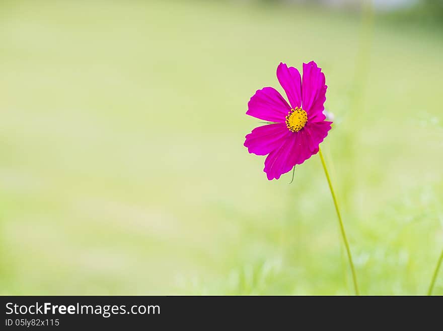 Beautiful pink cosmos flower