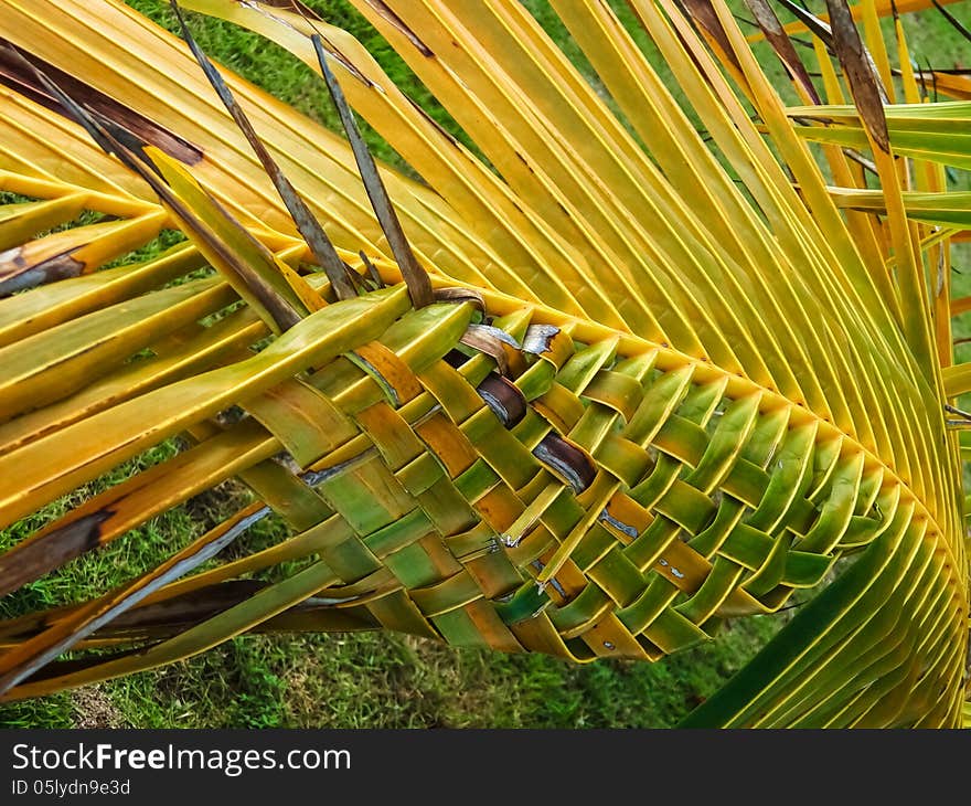 Hand twisted coco palm leaf isolated. Hand twisted coco palm leaf isolated