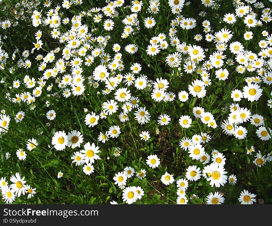 Beautiful white chamomiles in the flower bed