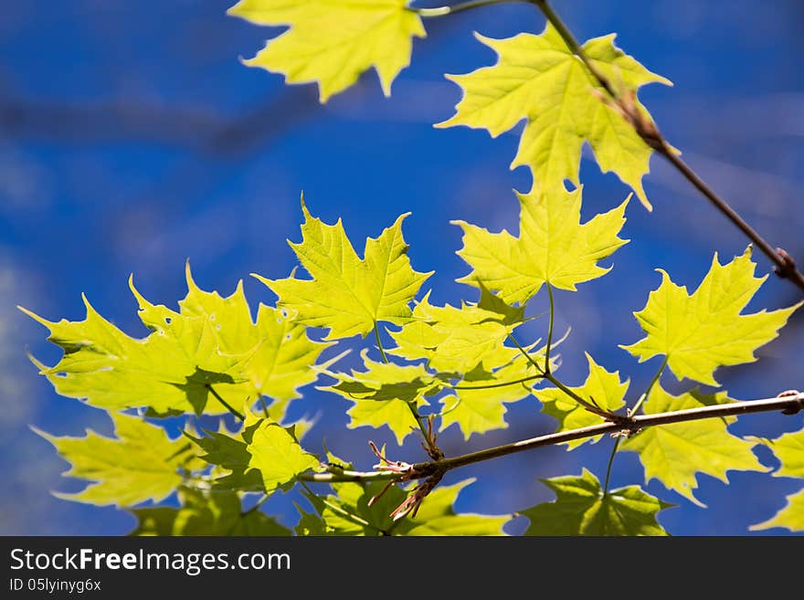 Green Maple Leaves On The Blue Sky Background