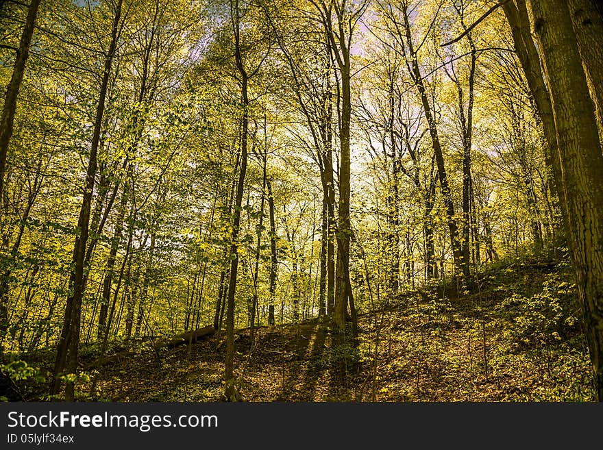 Spring sunshine in the forest