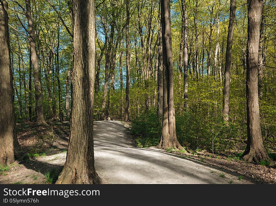 The path in the fresh green spring forest. The path in the fresh green spring forest