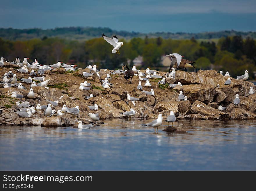 White seagulls on the rocky lake bank