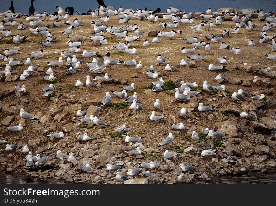 Lot of seagulls meeting on the ground